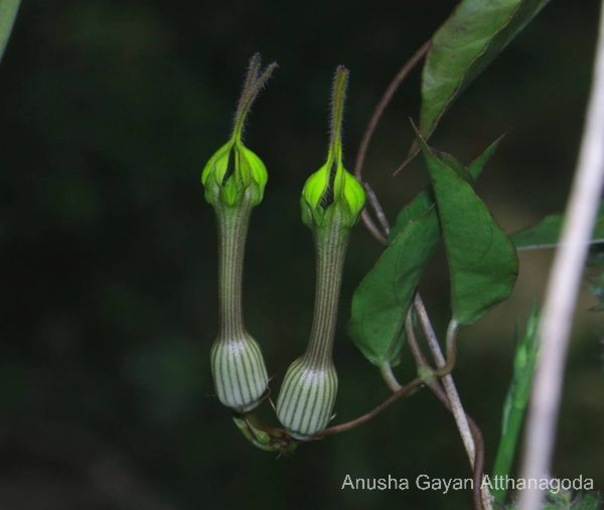 Ceropegia candelabrum var. biflora (L.) Ansari